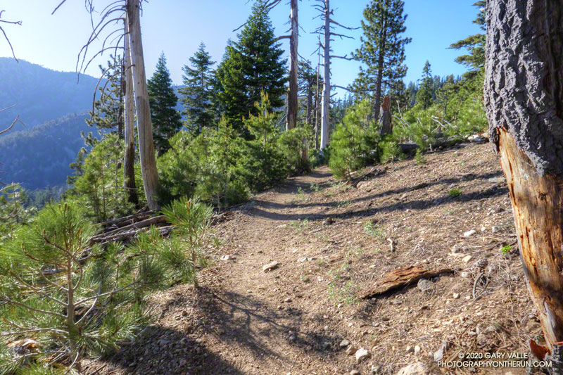 A stand of healthy, young Jeffrey pines in an area burned by the 2002 Curve Fire. The area is about 1.5 miles east of Islip Saddle on the PCT and is at an elevation of about 7440 ft. The photograph was taken in June 2020, and in September 2020 the trees were destroyed by the Bobcat Fire.