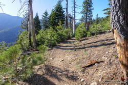 A June 2020 photo of conifer regrowth after the 2002 Curve Fire. These trees were obliterated by the Bobcat Fire.