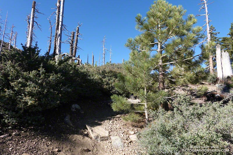 One of the taller Jeffrey pines that sprouted following the 2002 Curve Fire in an area about 3.0 miles east of Islip Saddle on the PCT. Photographed July 9, 2022.