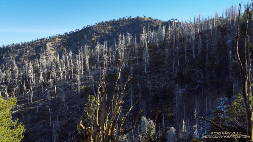 Dead trees on a ridge west of Mt. Hawkins that were burned in the 2002 Curve Fire. Photo was taken January 18, 2014, during a very dry Winter.