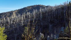 Dead trees on a ridge west of Mt. Hawkins that were burned in the 2002 Curve Fire