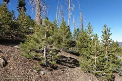 An assortment of young conifers growing along the PCT west of Mt. Hawkins in an area burned by the 2002 Curve Fire
