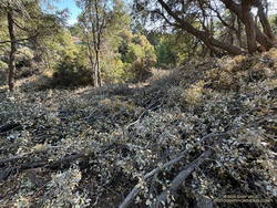 Cuttings from a forest-thinning project blocking the Mt. Disappointment/Bill Riley Trail. (thumbnail)