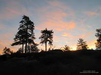 Dawn on the Gray's Peak Trail about 20 minutes into the 2015 Kodiak 50 Mile run.