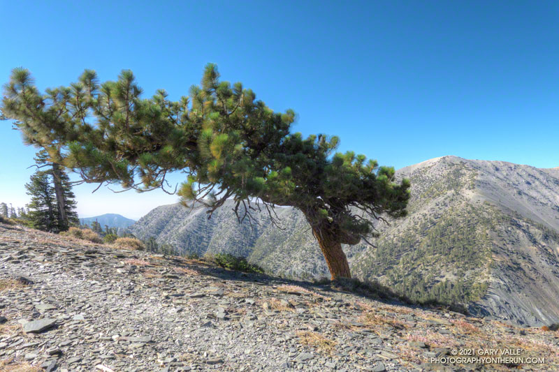 The windswept Jeffrey pine near Dawson Peak. August 8, 2021.