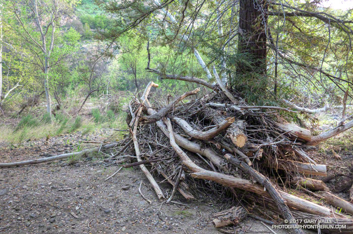 Flood debris against a redwood along Crags Road near the Forest Trail in Malibu Creek State Park