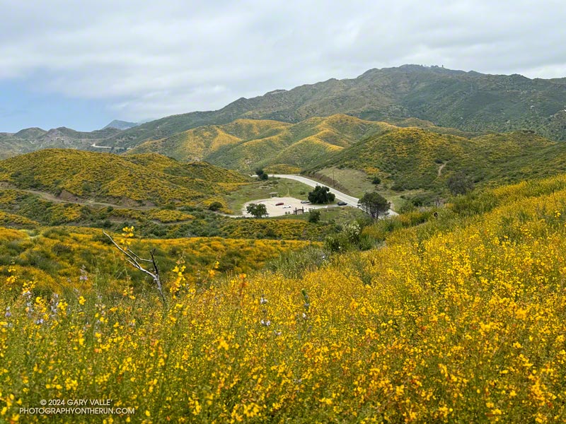 Deerweed (Acmispon glaber) blooming near the Encinal Canyon Trailhead of the Backbone Trail. May 2024.