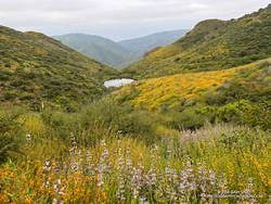Pond along the Backbone Trail, surrounded by deerweed, black sage. (thumbnail)