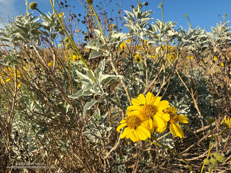 Blooming brittlebush (Encelia farinosa) on the southwest corner of Lasky Mesa at Ahmanson Ranch on December 24, 2024.