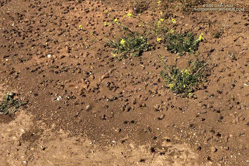 Digger bees along Mesa Peak Mtwy fire road in Malibu Creek State Park. May 24, 2020.