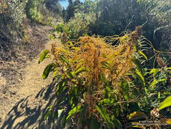 Dodder growing on laurel sumac in October 2023 on the Musch Trail in Topanga State Park.