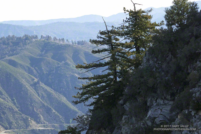 Bigcone Douglas-fir on San Gabriel Peak