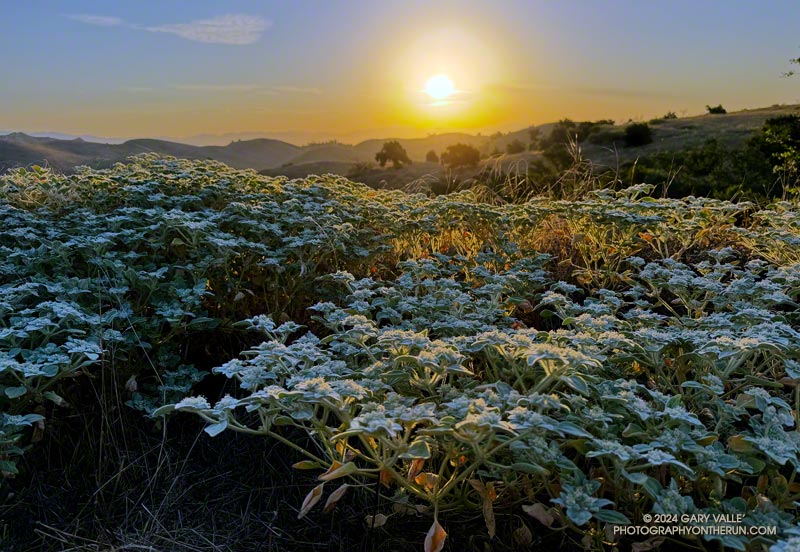 Doveweed sunrise. Photography by Gary Valle'