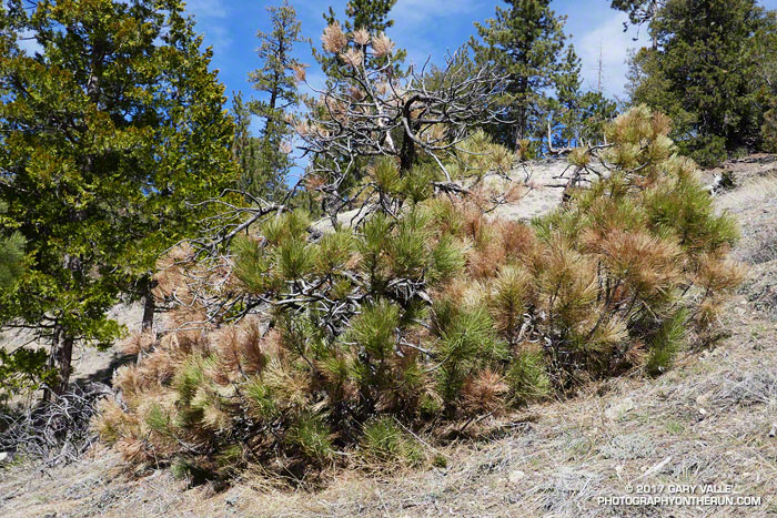 A drought-stressed young pine on a dry, south-facing slope along the PCT between Cooper Canyon and Cloudburst Summit. March 18, 2017.