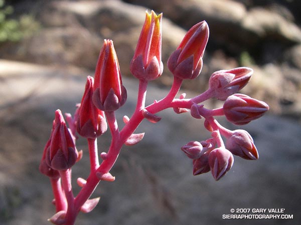 The inflorescence of Canyon Liveforever (prob. Dudleya cymosa)