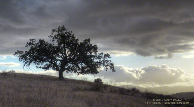 Oak and clouds on the El Escorpion loop near West Hills, California