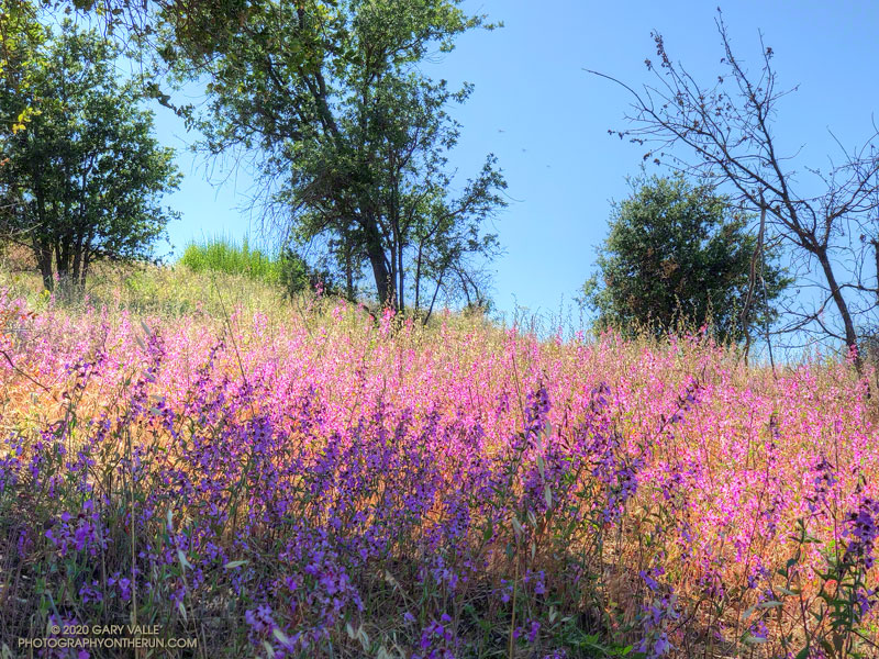 Elegant Clarkia Blooming in Upper Las Virgenes Canyon Open Space Preserve
