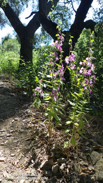 Elegant Clarkia along the Phantom Trail in Malibu Creek State Park. June 19, 2011.