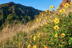 Bush sunflower along the northeast ridge of Ladyface