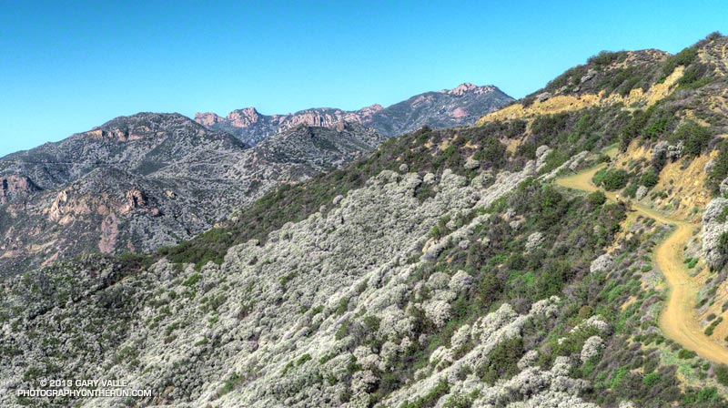 View northwest along Etz Meloy Mtwy. The runner (white shirt) is a little past mile 47 of the Backbone Trail and mile 9 of the training run. The peak right of center on the skyline is Sandstone Peak -- the highest peak in the Santa Monica Mountains.