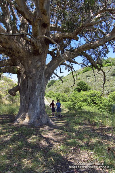 Sprawling eucalyptus on the Coast Trail, near the Sky Trail junction, in Pt. Reyes National Seashore.