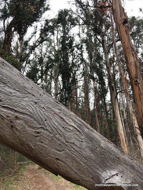 Fallen eucalyptus in Rivas Canyon. The tree was likely weakened by Southern California's multi-year drought. The grooves on the trunk are from Longhorned Borer beetle larvae.