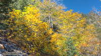 Gold hues of big leaf maple along the Big Horn Mine Trail.