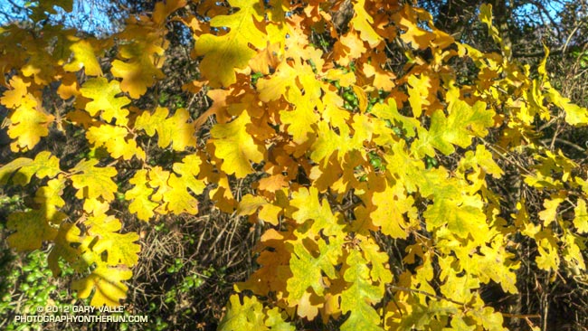 A valley oak along the Grassland Trail in Malibu Creek State Park shows a little Fall color.
