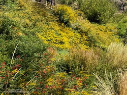 Goldenrod and California fuchsia cover a slope along the PCT in Cooper Canyon.