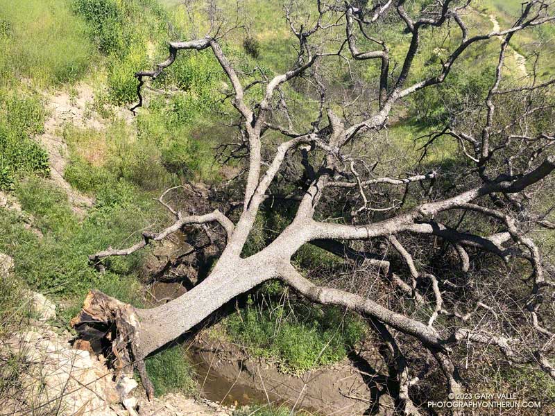 Rare at this latitude, this blue oak at Upper Las Virgenes Canyon Open Space preserve succumbed to drought, fire, and above average temperatures. 