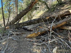 Downed trees across the PCT in Cooper Canyon. (thumbnail)