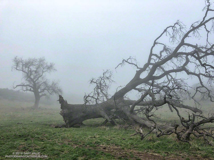 A large valley oak along Rocky Peak fire road that toppled following five years of drought.