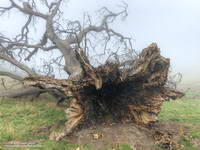 Base of large valley oak along Rocky Peak fire road that toppled following five years of drought.
