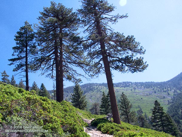 Falls Creek trail on Mt. San Gorgonio.