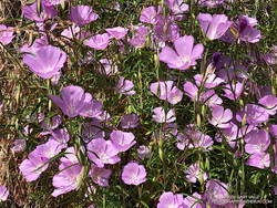 Farewell-to-Spring along the Garapito Trail