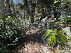 Kenyon Devore Trail on Mt. Wilson