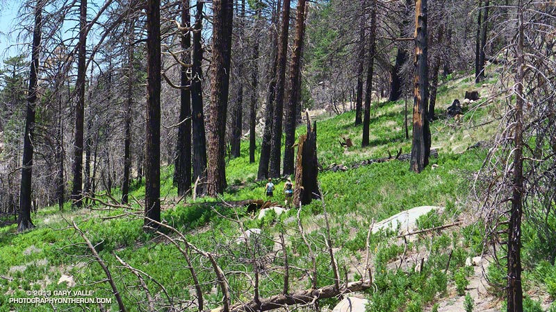 Bracken fern on the Three Points - Mt. Waterman Trail (10W04) in an area burned by the 2009 Station Fire. June 8, 2013.