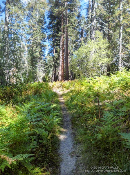 Idyllic running about 0.5 mile below the Lodgepole Aid Station.