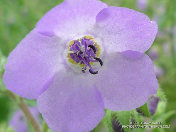 Fiesta flower (Pholistoma auritum)