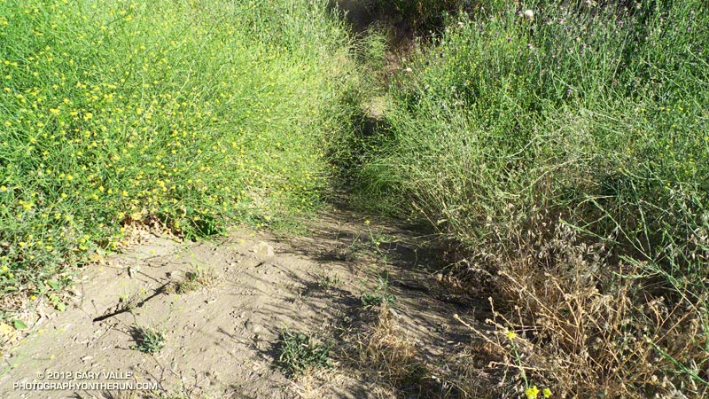 See the rattlesnake? I ran into this hard to see snake  on a brushy  trail that bypassed a washed out section of dirt road in El Escorpion Park, in the West San Fernando Valley.