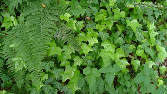 Poison oak mixed in with English ivy, blackberry and other greenery