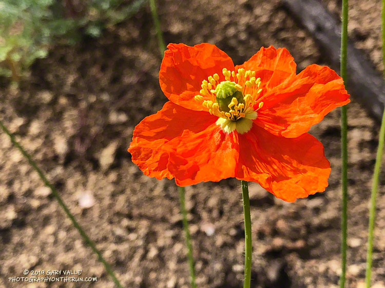 Fire poppy (Papaver californicum), a fire follower, along the Backbone Trail west of Sandstone Peak. May 18, 2019.