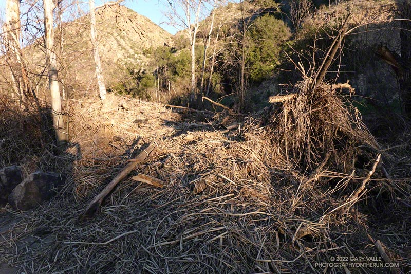 A huge pile of flood debris adjacent to old concrete bridge on Malibu Creek, on the Crags Road Trail, near its junction with the Forest Trail. This accumulated during the December 2021 rain storms and resulting flash floods. February 6, 2022.