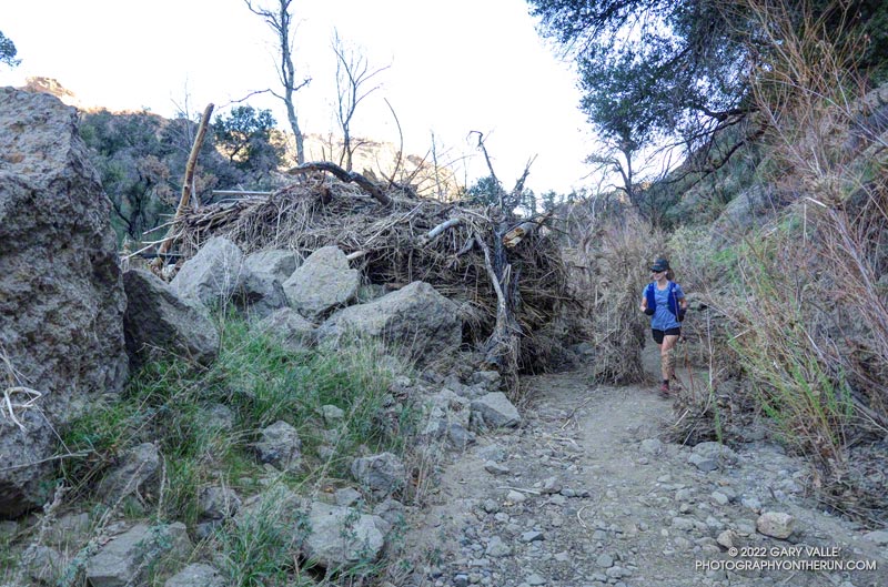 Height of December 2021 flood debris along the Crags Road Trail, compared to a passing runner.  February 6, 2022.