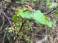 Flowering poison oak along the Backbone Trail. 