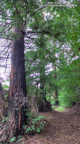 Coast redwoods along the Forest Trail in Malibu Creek State Park