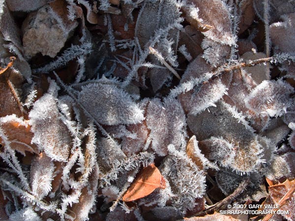 Hollow columnar hoarfrost deposited on leaves and twigs on Fox Mountain in the San Gabriel Mountains, near Los Angeles.