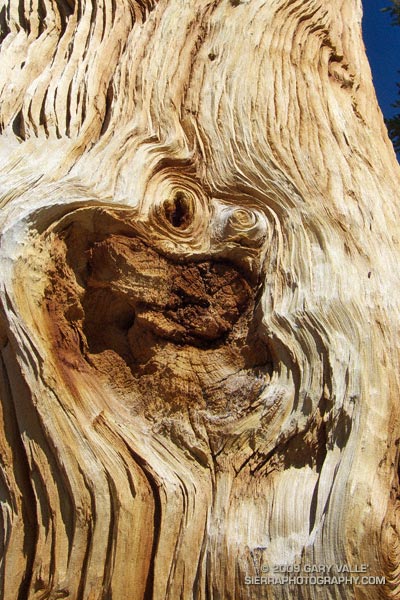 Windward side of a southern foxtail pine snag.