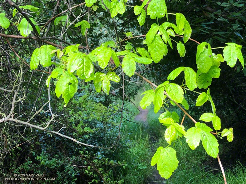 Fresh new leaves of poison oak hanging above the Backbone Trail
