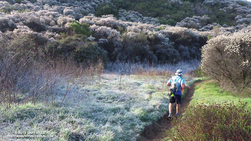 Morgan Ferry descending the Backbone Trail east of upper Trancas Canyon. The frosty-looking blooms are Ceanothus -- and that is real frost on the grass!